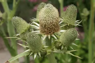 Eryngium agavifolium
