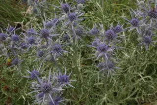 Eryngium amethystinum (ex Hermannshof)