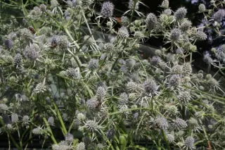 Eryngium aquaticum