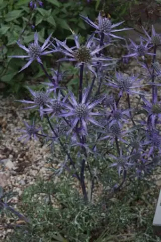 Eryngium bourgatii 'Oxford Blue'