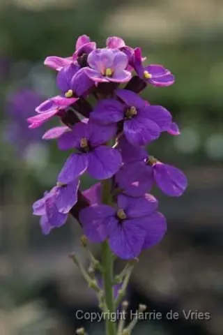 Erysimum 'Bowles Mauve'