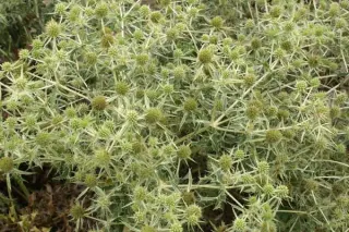 Eryngium campestre