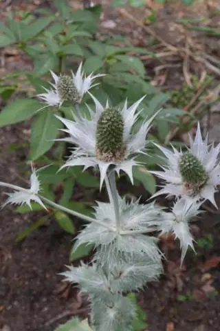 Eryngium giganteum (J&Ja 460.800)