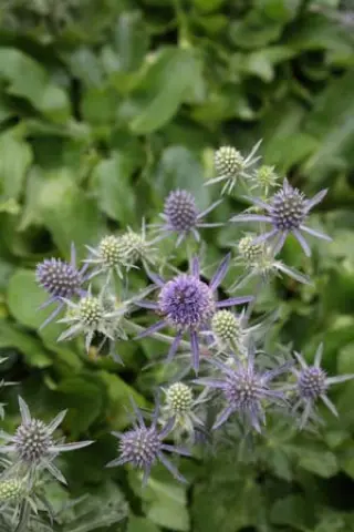 Eryngium humilis