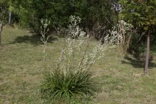 Eryngium paniculatum