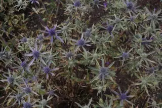 Eryngium planum nr 119005