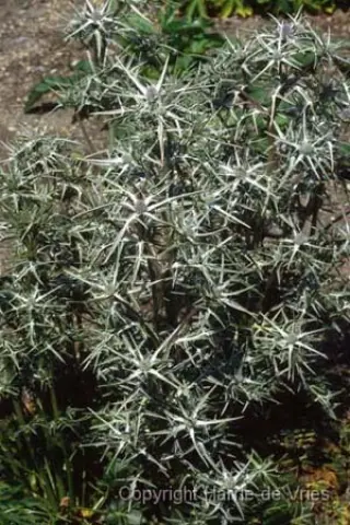 Eryngium variifolium