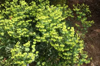Euphorbia amygdaloides robbiae