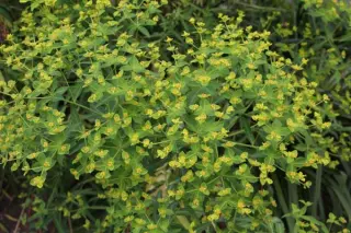Euphorbia ceratocarpa