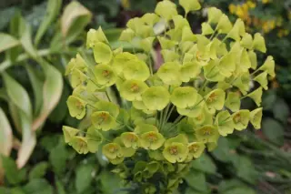 Euphorbia characias ssp. wulfenii 'Golden Balls'