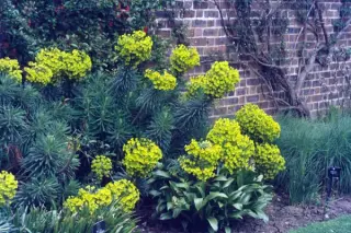 Euphorbia characias ssp. wulfenii