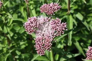 Eupatorium chinense simplicifolium