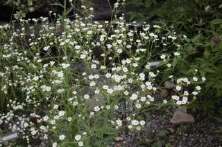 Euphorbia corollata ssp. hirsuta