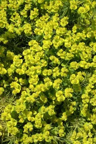 Euphorbia cyparissias 'Fens Ruby'