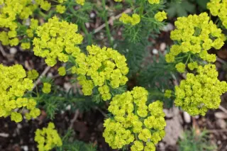 Euphorbia deflexa