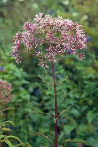 Eupatorium fistulosum