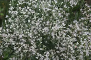 Eupatorium hyssopifolium