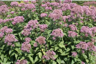 Eupatorium maculatum 'Ankum's August'