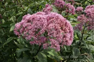 Eupatorium maculatum 'Gateway'