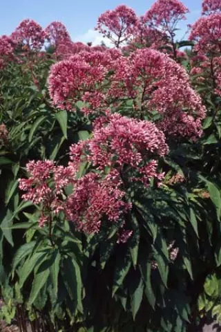 Eupatorium maculatum 'Riesenschirm'
