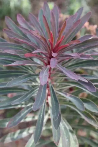 Euphorbia 'Miners Merlot'