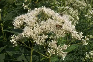 Eupatorium purpureum 'Bartered Bride'