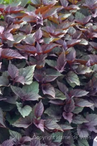 Eupatorium rugosum 'Chocolate'
