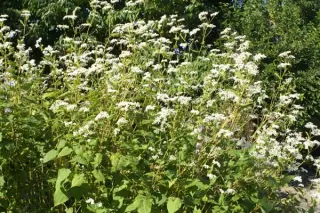 Fagopyrum dibotrys (F. acutatum)