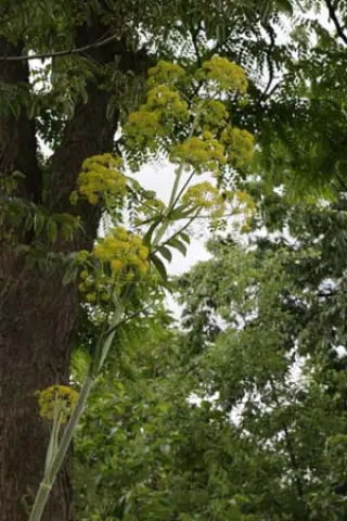 Ferula communis glauca (chiliantha)