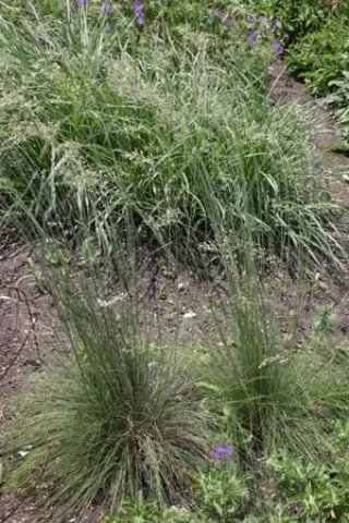 Festuca cinerea 'Hoggar'