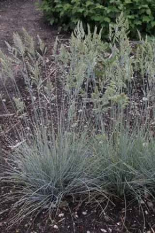 Festuca cinerea 'Silberreiher'