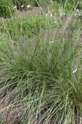 Festuca mairei