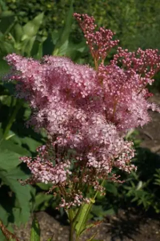 Filipendula rubra 'Venusta'