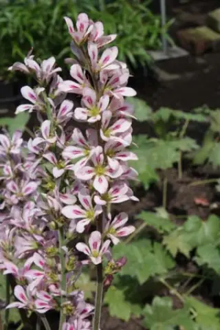 Francoa 'Rogerson's Form'