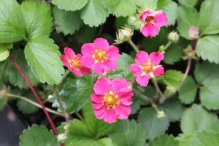 Fragaria vesca 'Rubra'