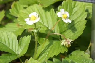 Fragaria vesca semp. 'Alexandria'