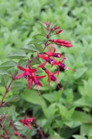 Fuchsia 'Chenois Godelieve'