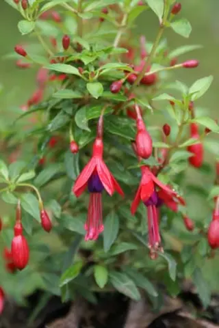 Fuchsia 'David'