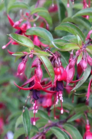 Fuchsia 'Dying Embers'