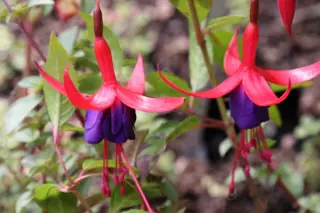 Fuchsia 'Enfant Prodigue'