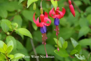 Fuchsia 'Genii'