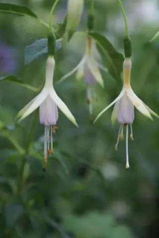 Fuchsia 'Hawkshead'
