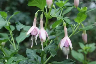 Fuchsia 'Tendrement'