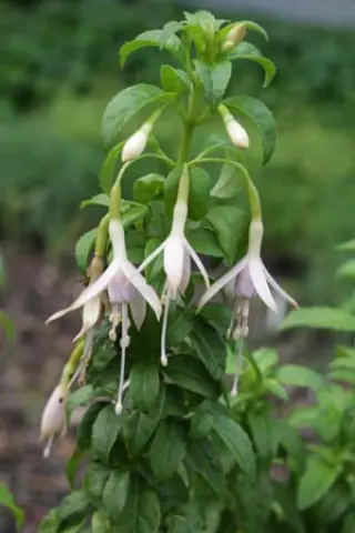 Fuchsia 'Whiteknights Pearl'