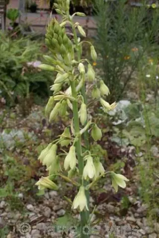 Galtonia princeps