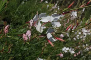 Gaura lindheimeri 'Danika'