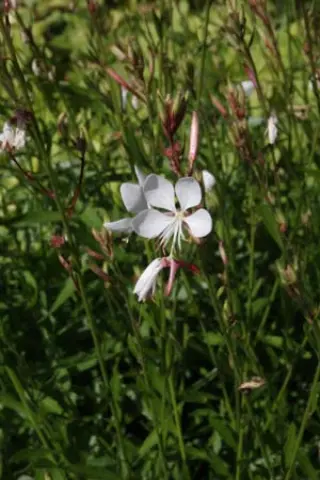 Gaura lindheimeri 'Hoge Vorm Hügin'