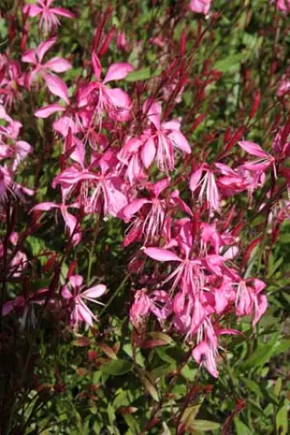 Gaura lindheimeri 'Tutti Frutti'