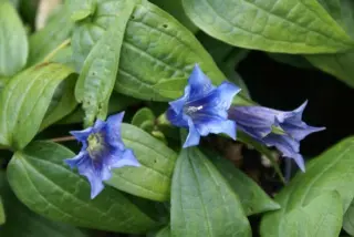 Gentiana asclepiadea 'Phyllis'