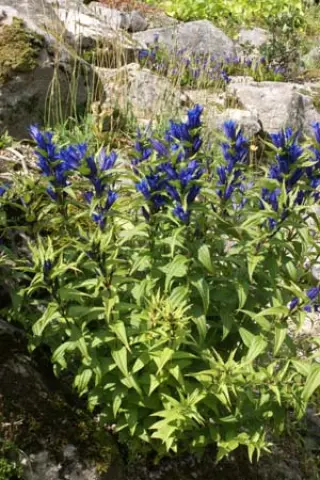 Gentiana asclepiadea type